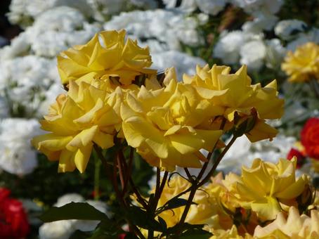 花壇に咲く色とりどりの薔薇の花 花壇に咲く色とりどりの薔薇の花 バラ,花,植物の写真素材