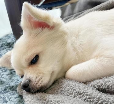 毛布の上に寝そべるチワワ チワワ,寝顔,室内犬の写真素材