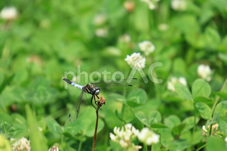 シロツメクサとシオカラトンボ 植物,花,昆虫の写真素材