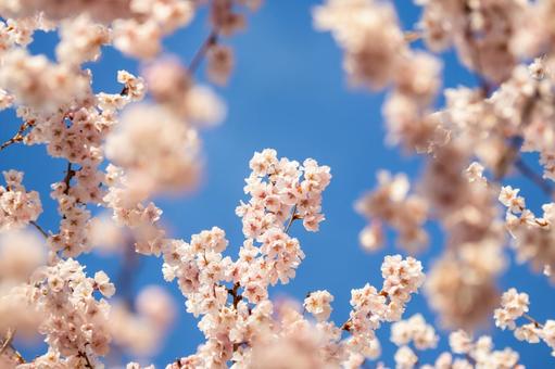 公園の桜⒇ 公園の桜⒇の写真