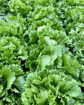 綺麗に並ぶレタス 綺麗に並ぶレタス レタス,野菜,葉野菜の写真素材