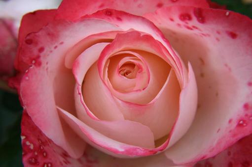 バラ・薔薇 クローズアップ バラ・薔薇 クローズアップの写真