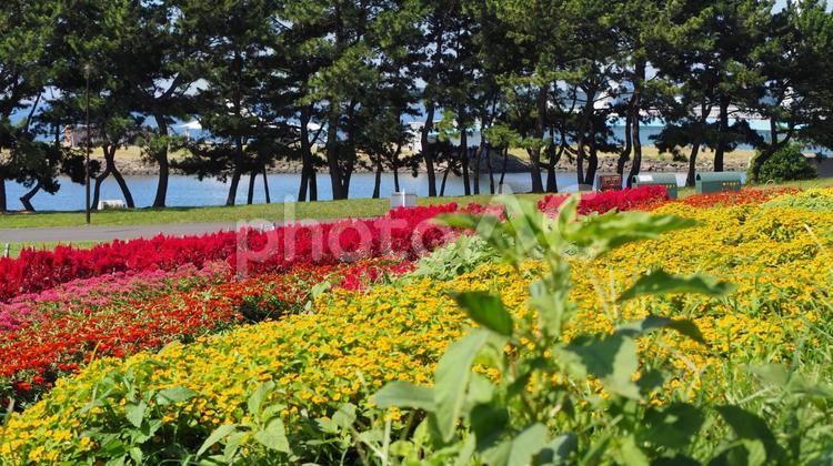 葛西臨海公園・夏の花々＆海＆芝生・東京都 夏,葛西臨海公園,東京都の写真素材