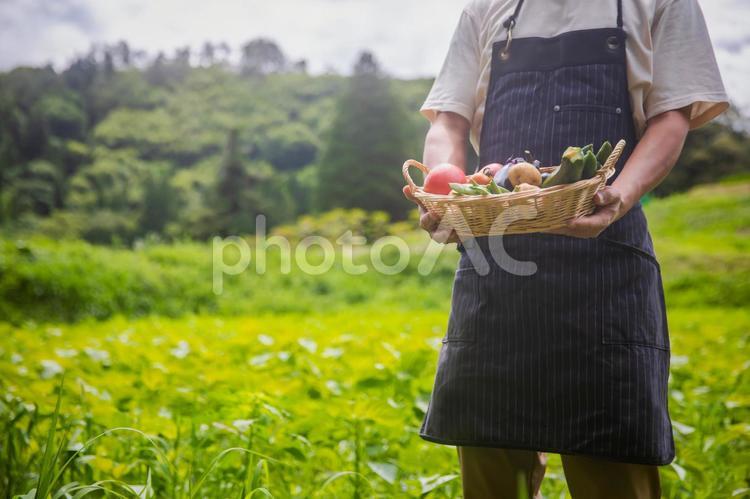 野菜を持つ男性 農業,トマト,夏野菜の写真素材