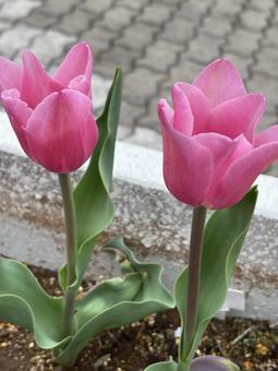 Pink tulips, JPG Pink tulips, JPG