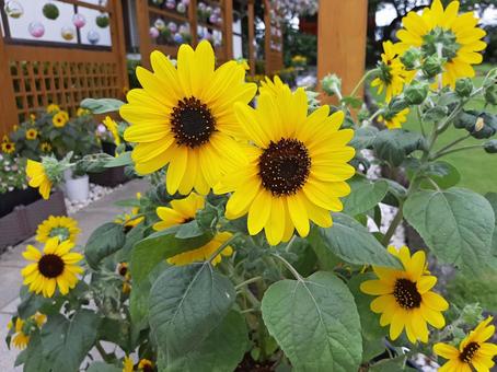 ひまわり ひまわり 向日葵,夏の花,黄色い花の写真素材