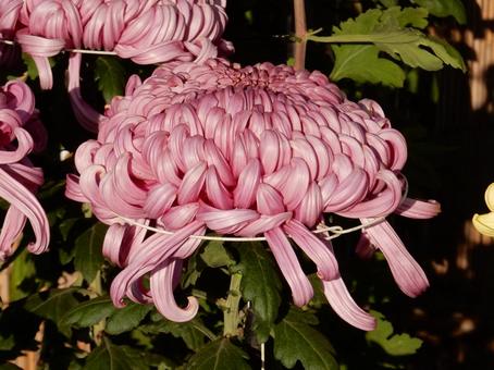 【風景写真】福山菊花展覧会の風景 キク,菊,菊花展の写真素材