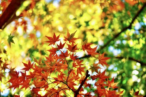 京都の紅葉 紅葉,京都,自然の写真素材