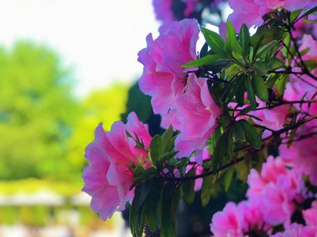 つつじ 上野公園,神社,自然の写真素材