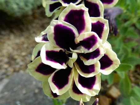 【花の写真】ベチュニア 【花の写真】ベチュニア ペチュニア,衝羽根朝顔,植物の写真素材