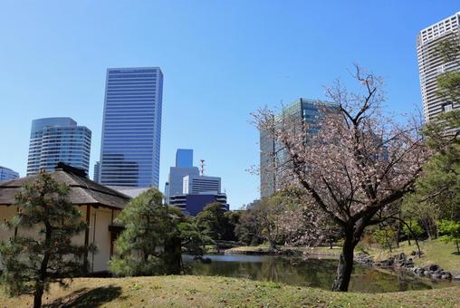 Cherry blossoms at Hama-rikyu Gardens in Tokyo in early April, JPG Cherry blossoms at Hama-rikyu Gardens in Tokyo in early April, JPG