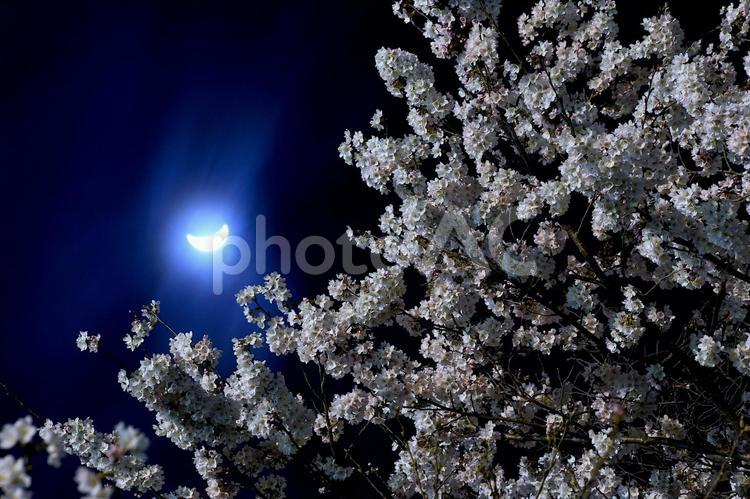 月明かりに照らされる桜 さくら,夜桜,月の写真素材