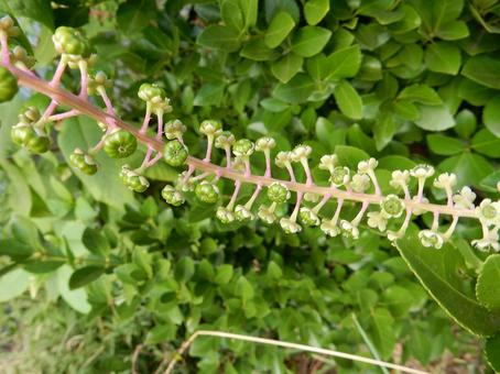【植物写真】ヨウシュヤマゴボウ 【植物写真】ヨウシュヤマゴボウの写真