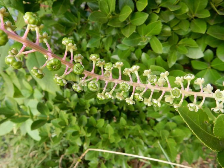 【植物写真】ヨウシュヤマゴボウ ヨウシュヤマゴボウ,洋種山牛蒡,自然の写真素材