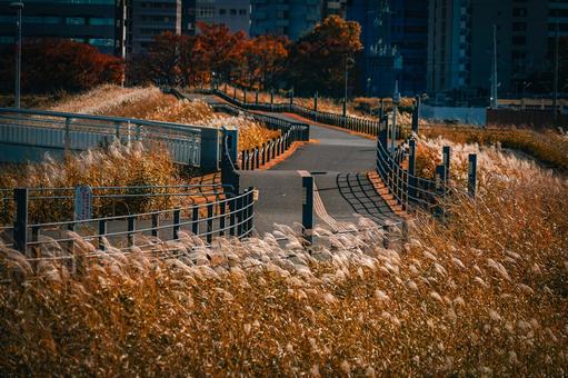 Shin-Yokohama's silver grass-lined avenue, JPG Shin-Yokohama's silver grass-lined avenue, JPG