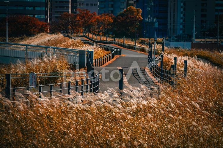 新横浜のススキ並木道 ススキ,並木道,フェンスの写真素材
