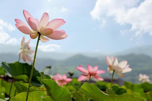 蓮の花 蓮の花の写真