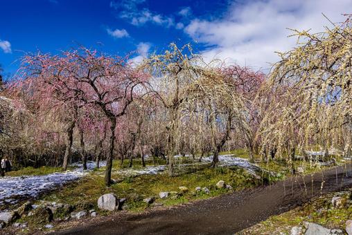 いなべ市農業公園　満開の梅園 花,梅,春の写真素材