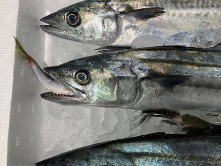 小さい魚をくわえたサワラ 生鮮,とれたて,ごちそうの写真素材