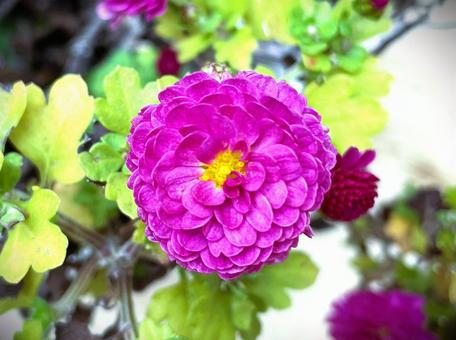 ジジガーデンマム（洋菊）１１ ジジガーデンマム,ガーデンマム,ポットマムの写真素材