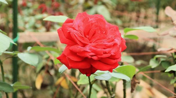河津バカテル公園　食用バラ 薔薇,秋,花の写真素材