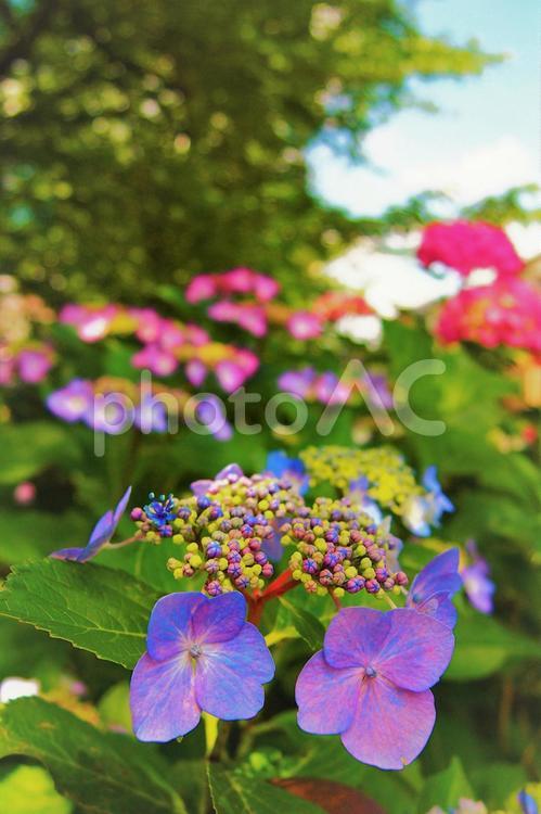 あじさいの季節 紫陽花,あじさい,アジサイの写真素材