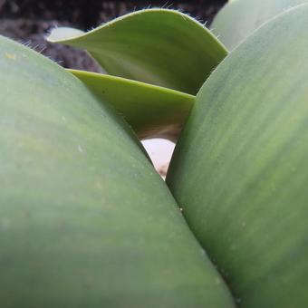 マユハケオモト（ハエマンサス） マユハケオモト,ハエマンサス,花の写真素材