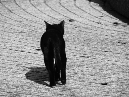 黒猫ちゃんの後ろ姿 黒猫ちゃんの後ろ姿の写真