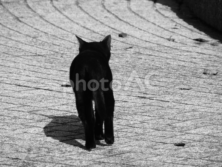 黒猫ちゃんの後ろ姿 黒猫,ネコ,生き物の写真素材
