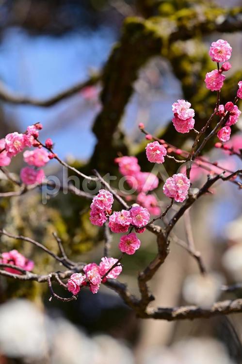 高岡古城公園の梅園 花,梅,植物の写真素材