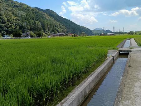 夏の田園風景 夏の田園風景の写真