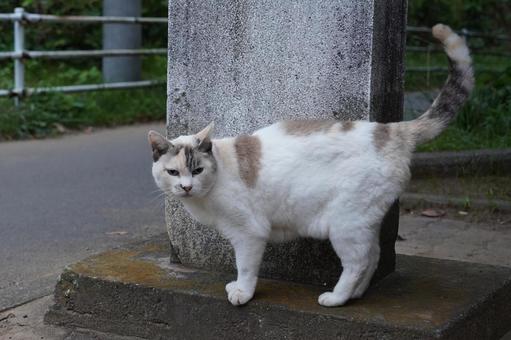 挨拶 挨拶 挨拶,ネコ,ねこの写真素材