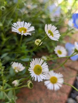 エリゲロンの花 エリゲロンの花 エリゲロン,白,花の写真素材