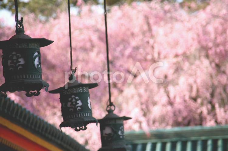 神社の桜 桜,さくら,青空と桜の写真素材