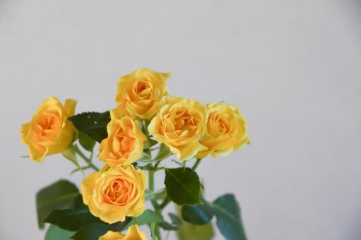 黄色いばら 黄色いばらの写真