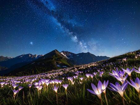 光る花 光る花の写真