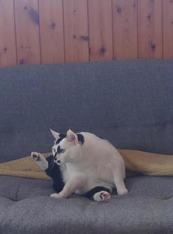 毛づくろいの途中で何かを発見した猫2 毛づくろいの途中で何かを発見した猫2の写真