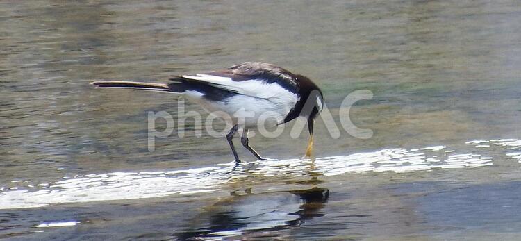 エサを見つけたセグロセキレイ セグロセキレイ,公園,水鳥の写真素材