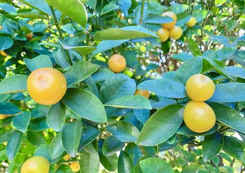 ツヤツヤなキンカン3 キンカン,金柑,柑橘の写真素材