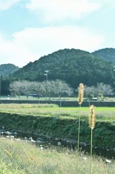 〝猫じゃらし〟と田舎の風景 〝猫じゃらし〟と田舎の風景の写真