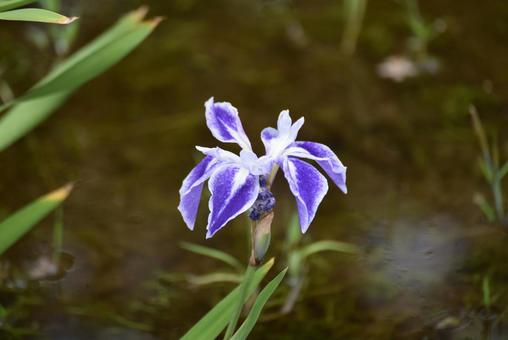 カキツバタの6英咲き砂子複色 カキツバタの6英咲き砂子複色の写真