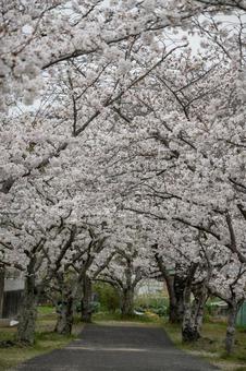 満開の桜 縦位置 満開の桜 縦位置 ソメイヨシノ,サクラ,桜満開の写真素材