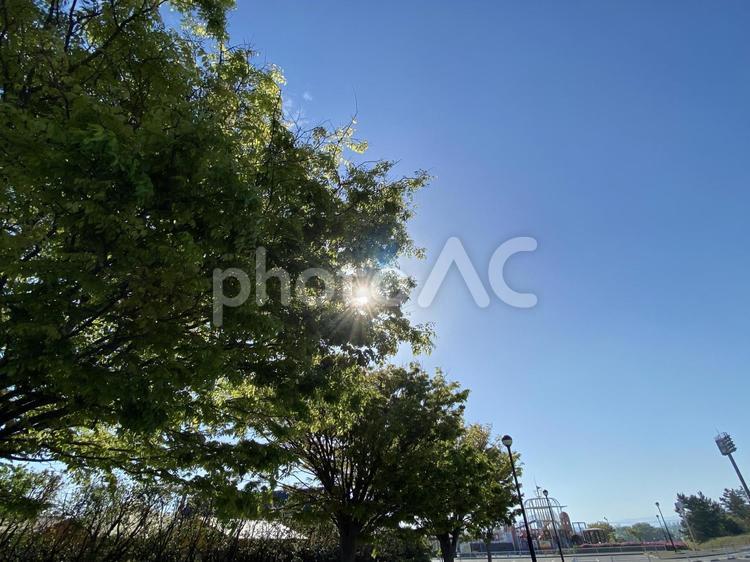 木漏れ日と公園 内灘公園,空,木漏れ日の写真素材
