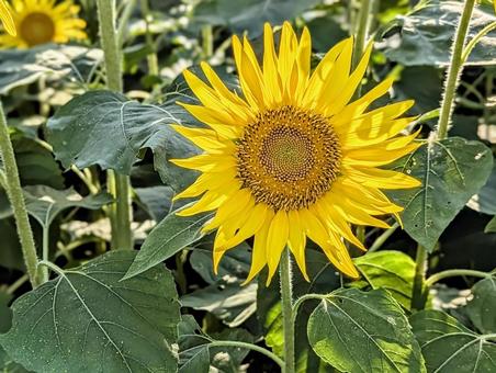 西日の向日葵 西日の向日葵 植物,花,ひまわりの写真素材