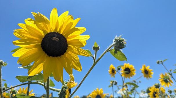 ひまわり ひまわり ひまわり,ヒマワリ,向日葵の写真素材