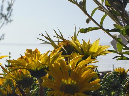 ガザニア-2 ガザニア,花びら,黄色の写真素材