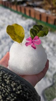 花雪うさぎ 花,雪うさぎ,冬の写真素材