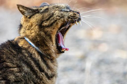 猫(296) 猫,食肉目,ネコ科の写真素材