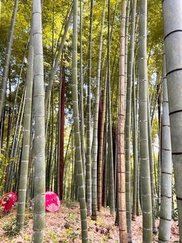 竹 竹,竹寺,寺の写真素材