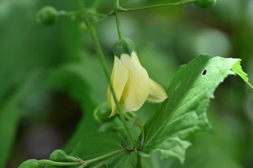 軽井沢町植物園で撮ったキレンゲショウマ 軽井沢町植物園で撮ったキレンゲショウマの写真